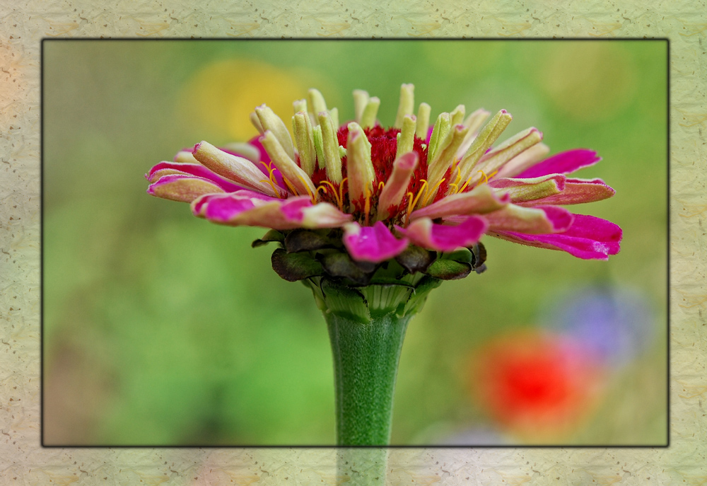 Aus meinem Blumenbeet.