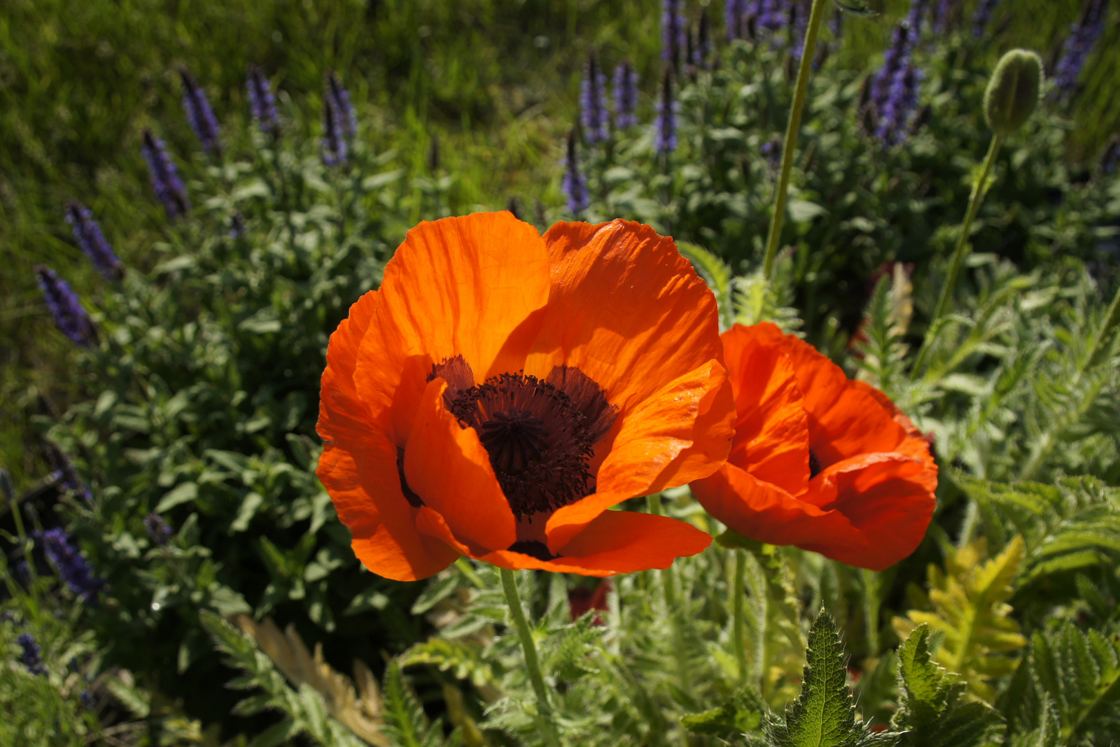 Aus meinem Garten