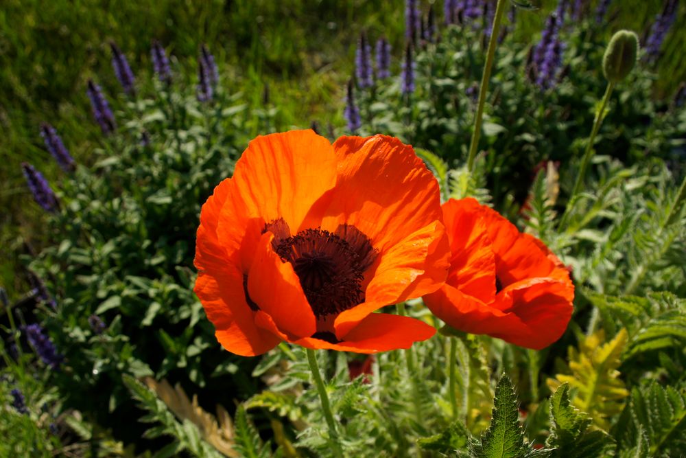 Aus meinem Garten