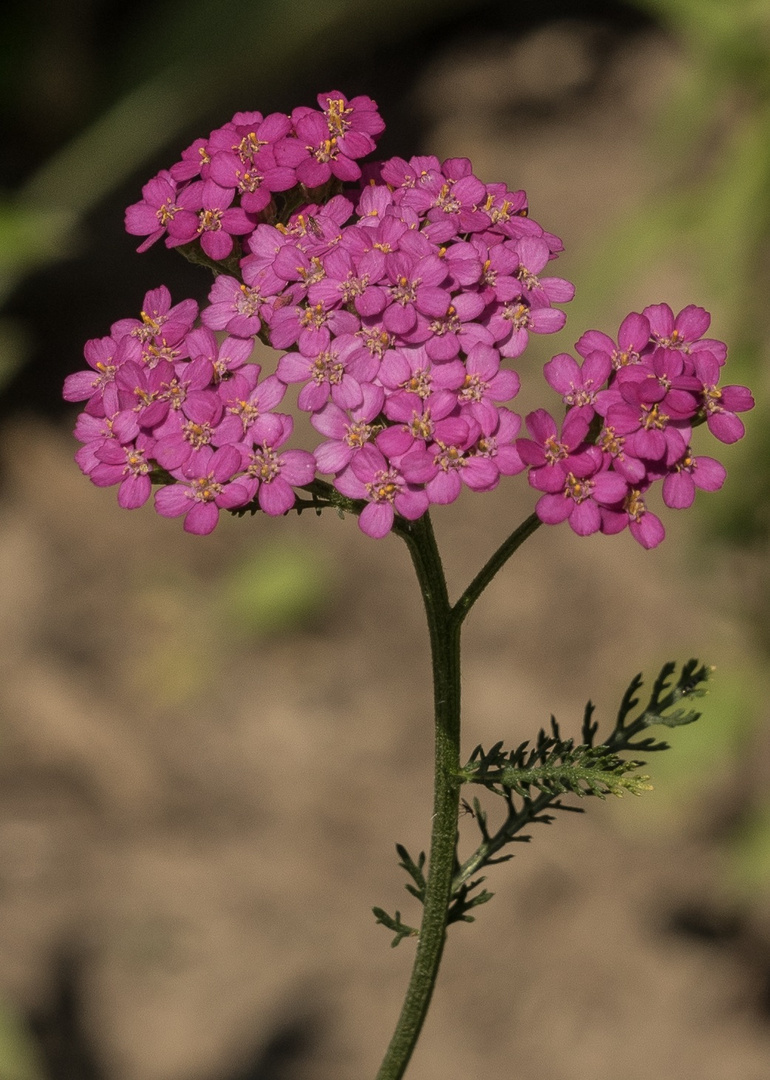 aus meinem Garten 1