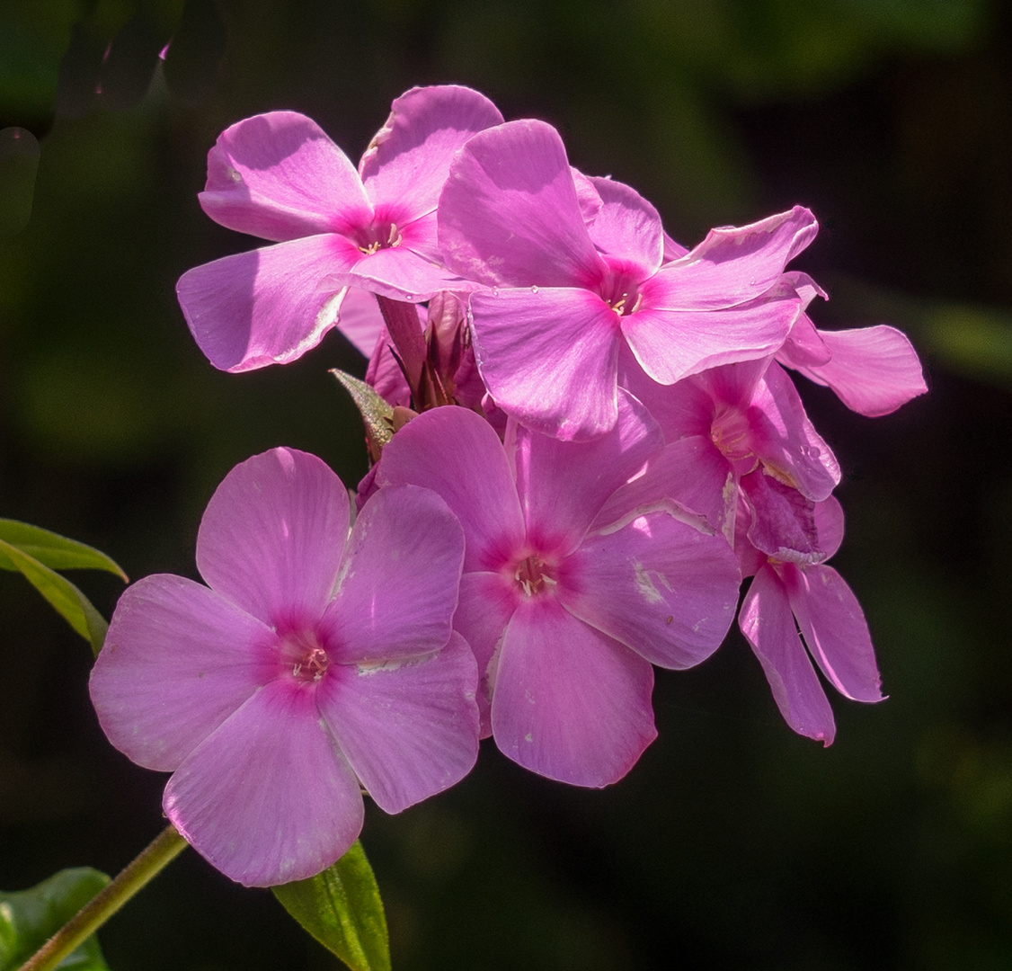 aus meinem Garten 2