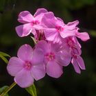 aus meinem Garten 2