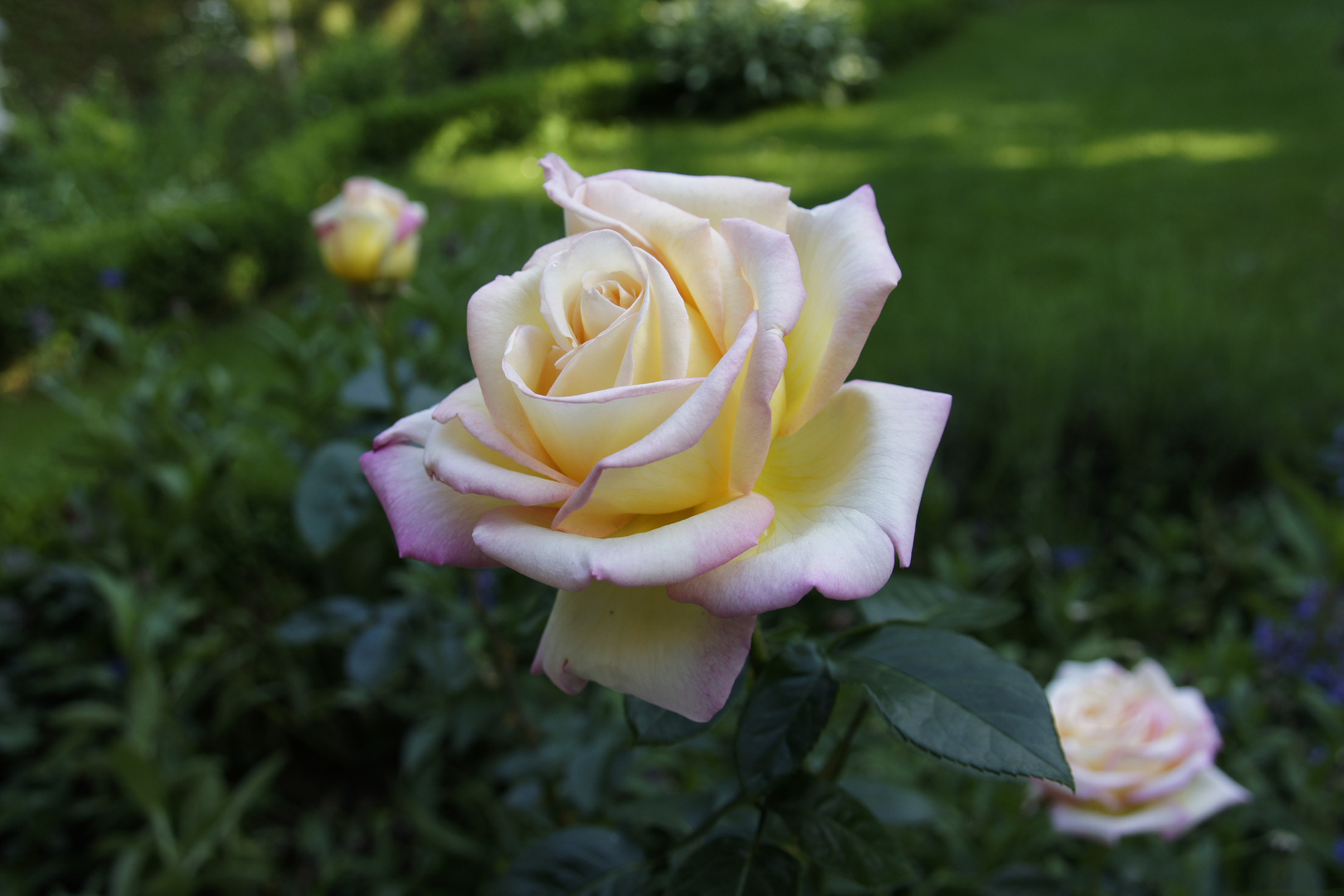 Aus meinem Garten