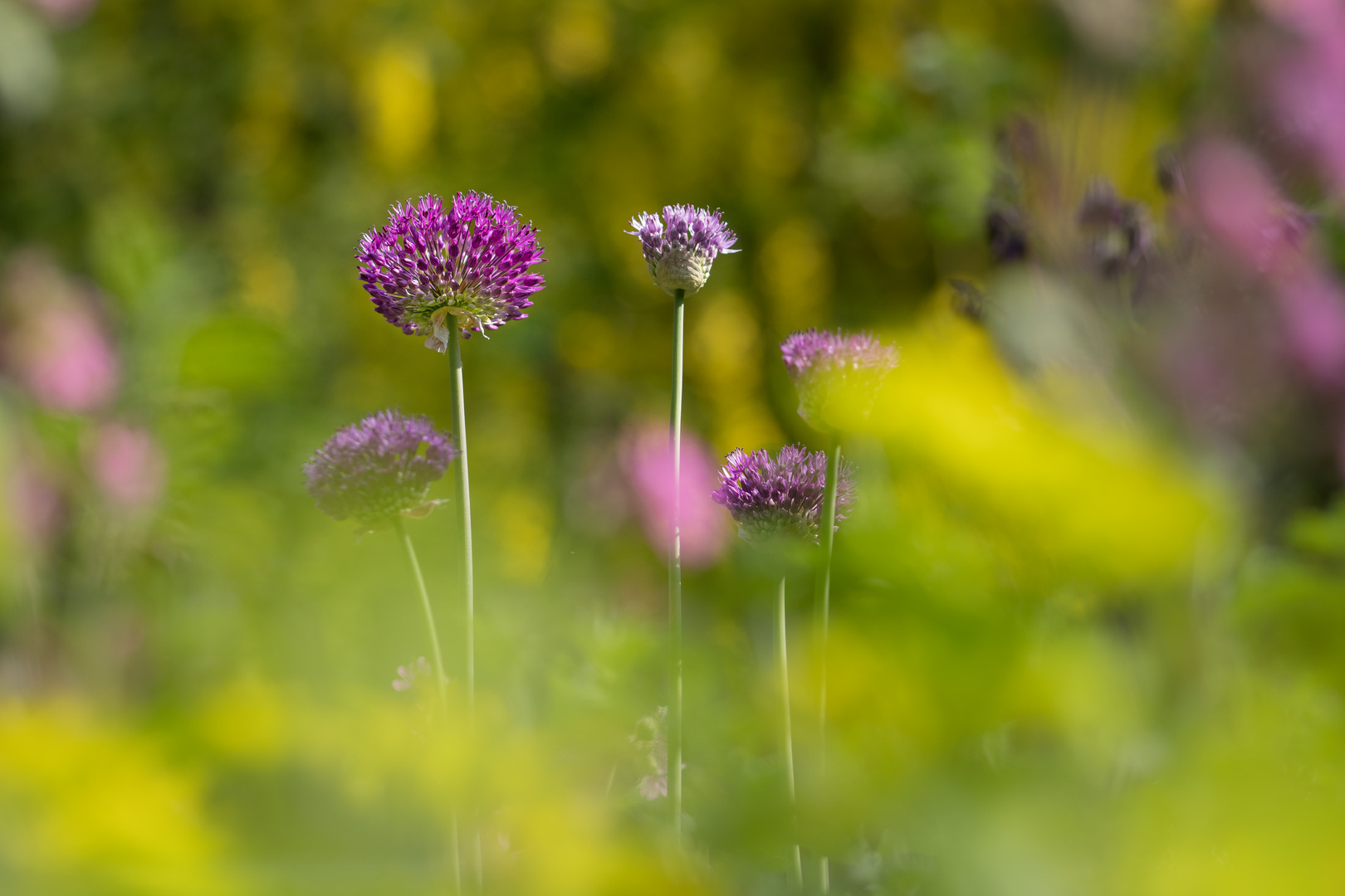 Aus meinem Garten