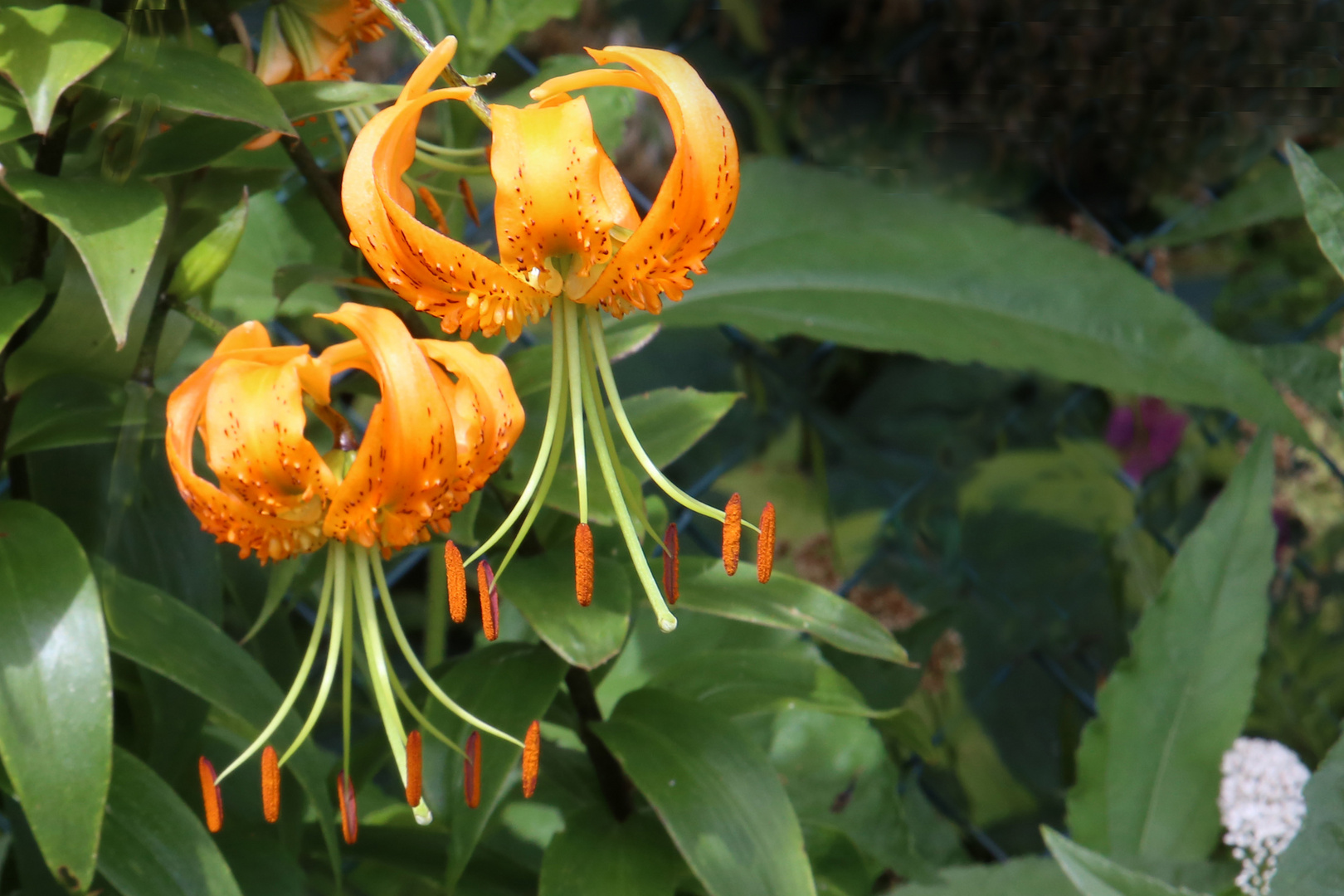 Aus meinem Garten