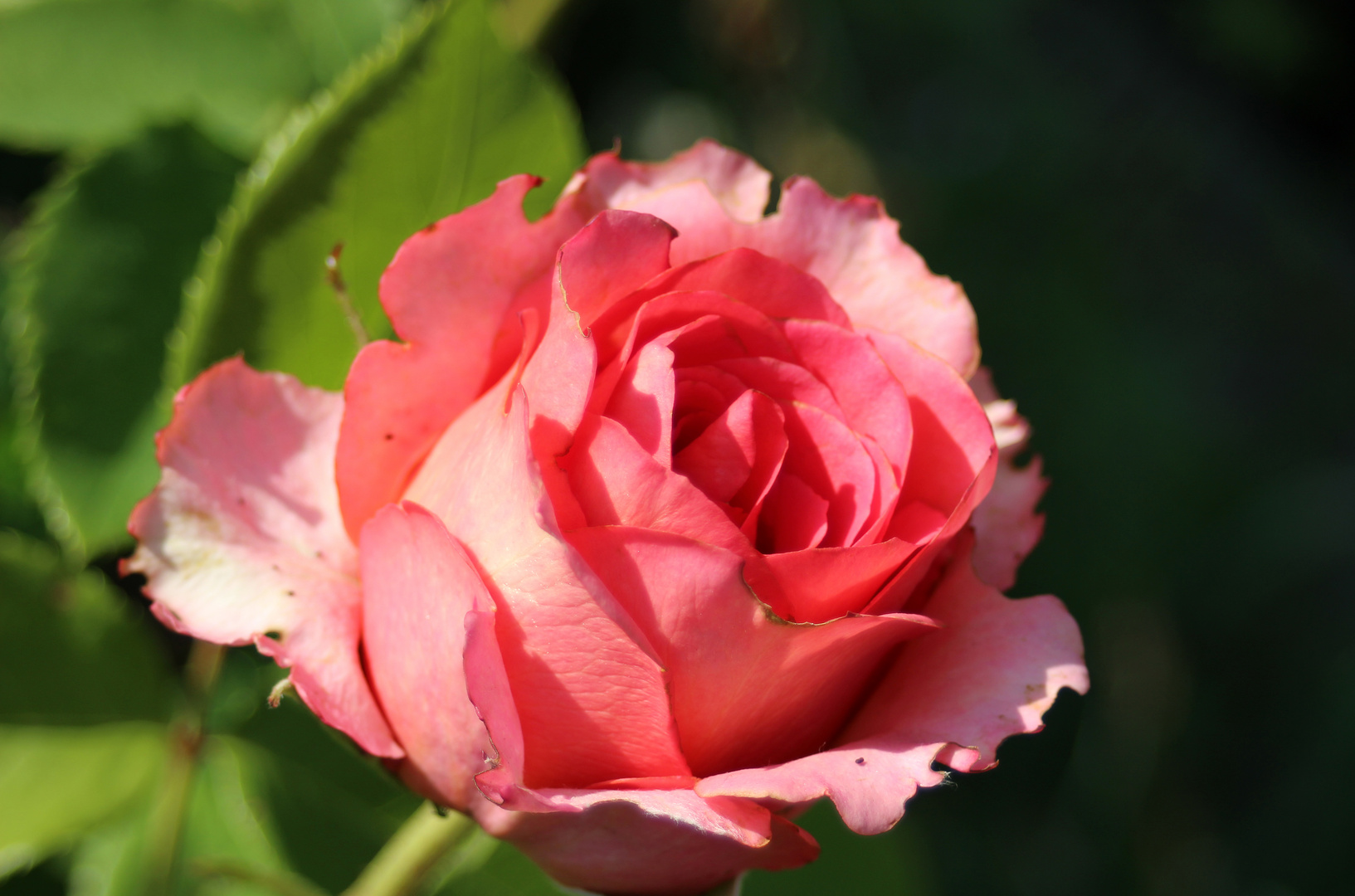 Aus meinem Garten