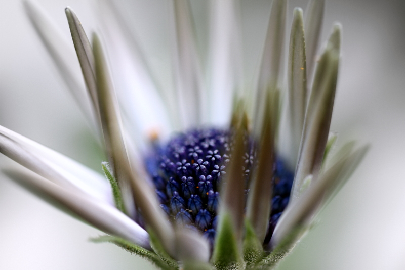 Aus meinem Garten