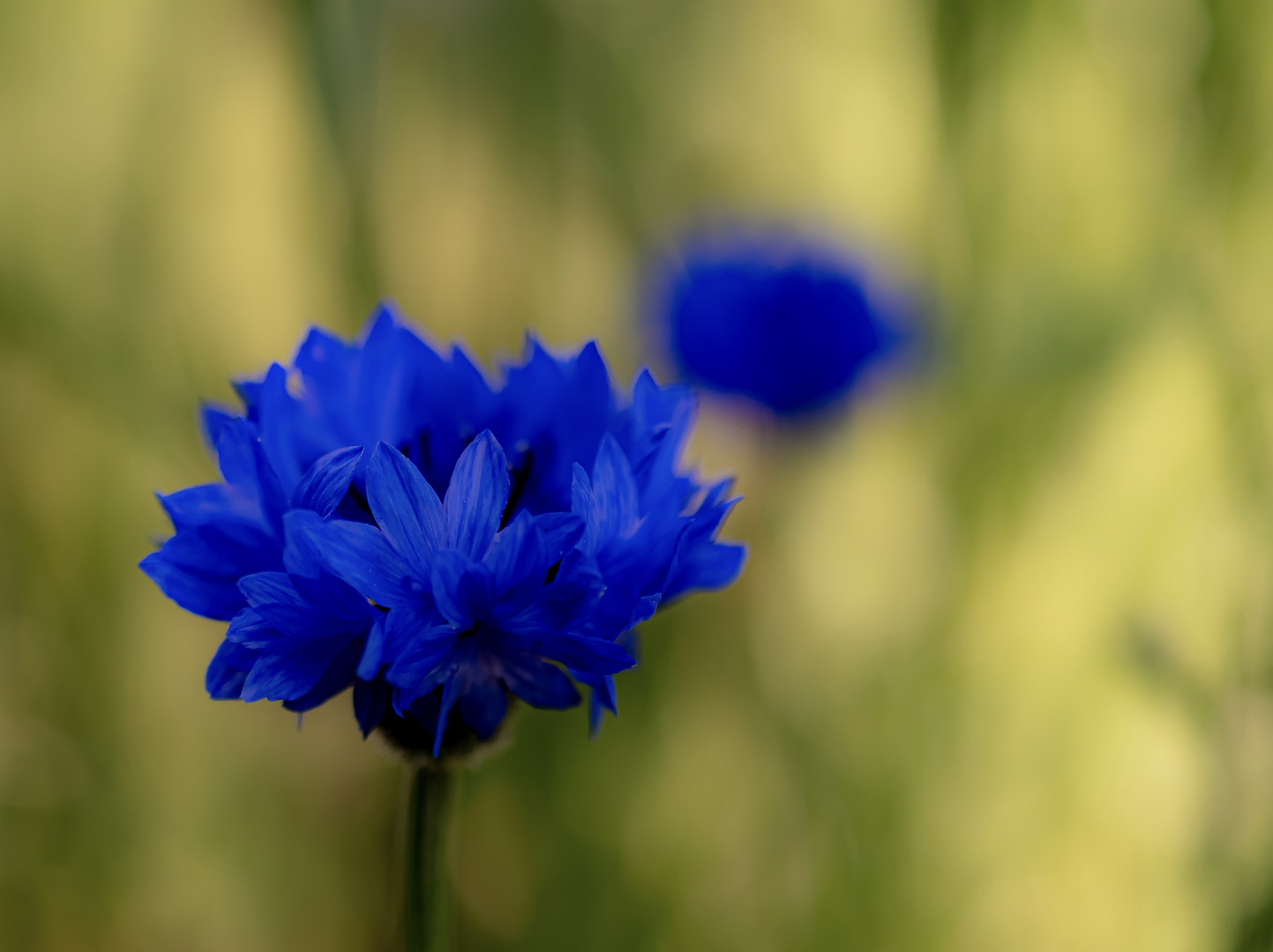 Aus meinem Garten