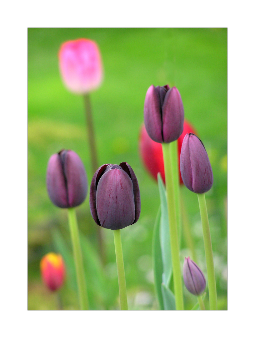 Aus meinem Garten