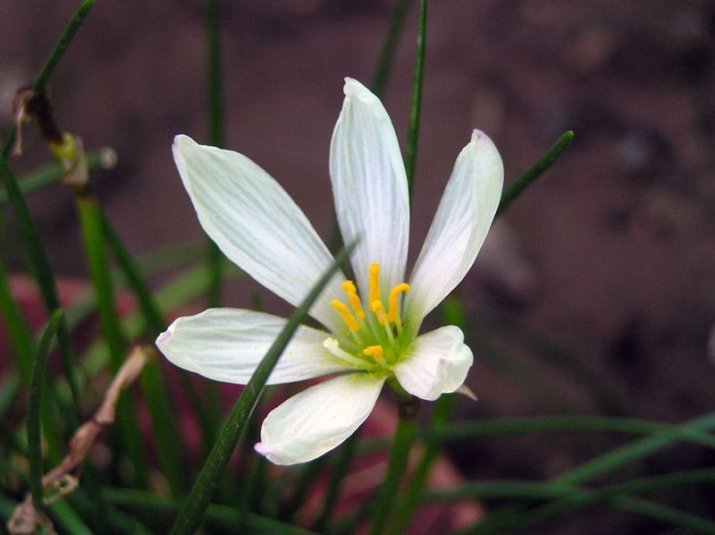 Aus meinem Garten