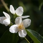 Aus meinem Garten