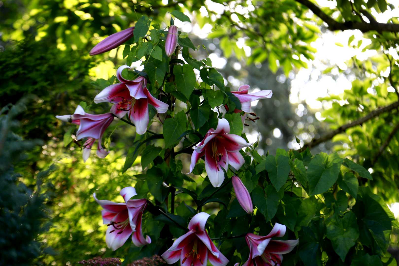 Aus meinem Garten 