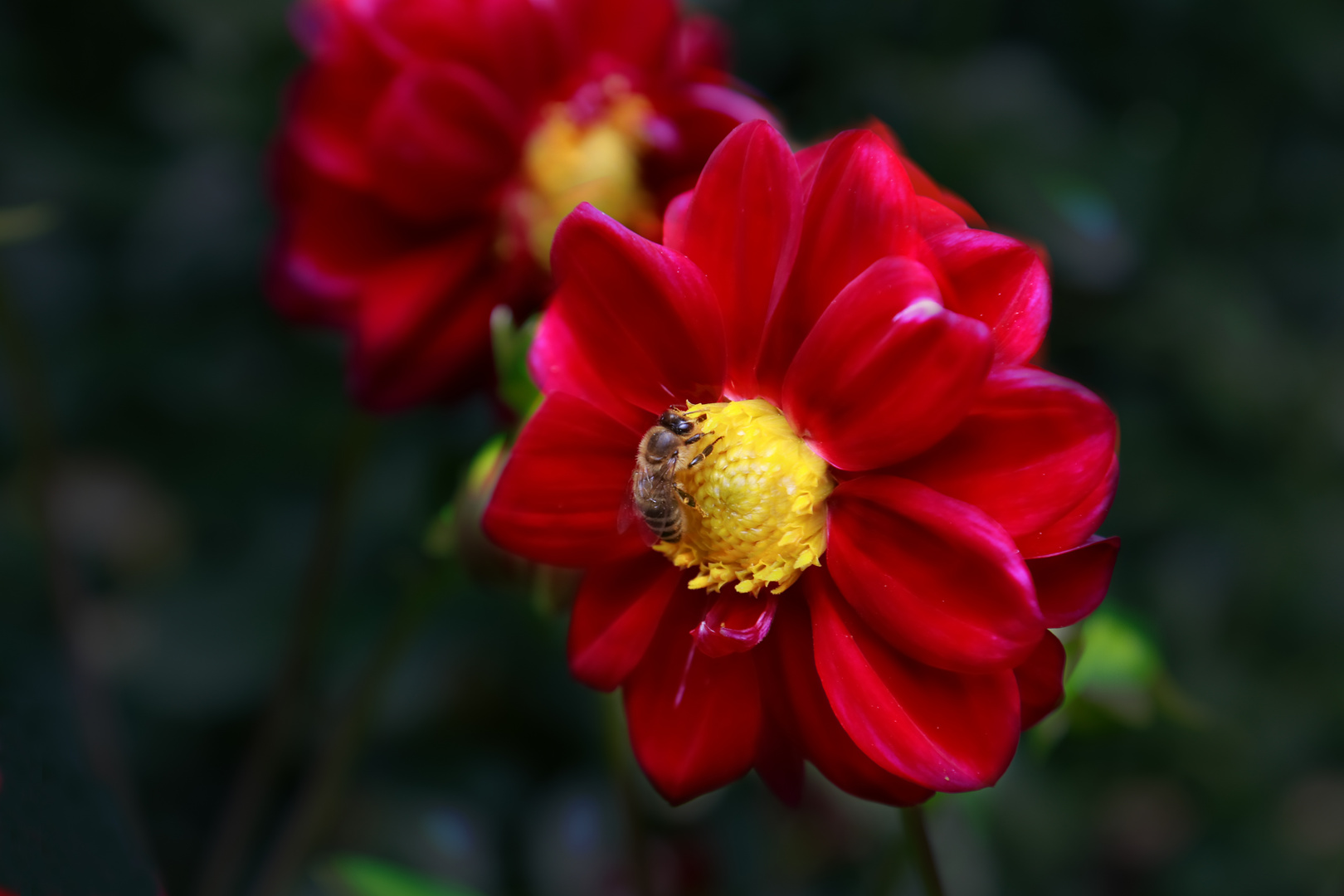 Aus meinem Garten