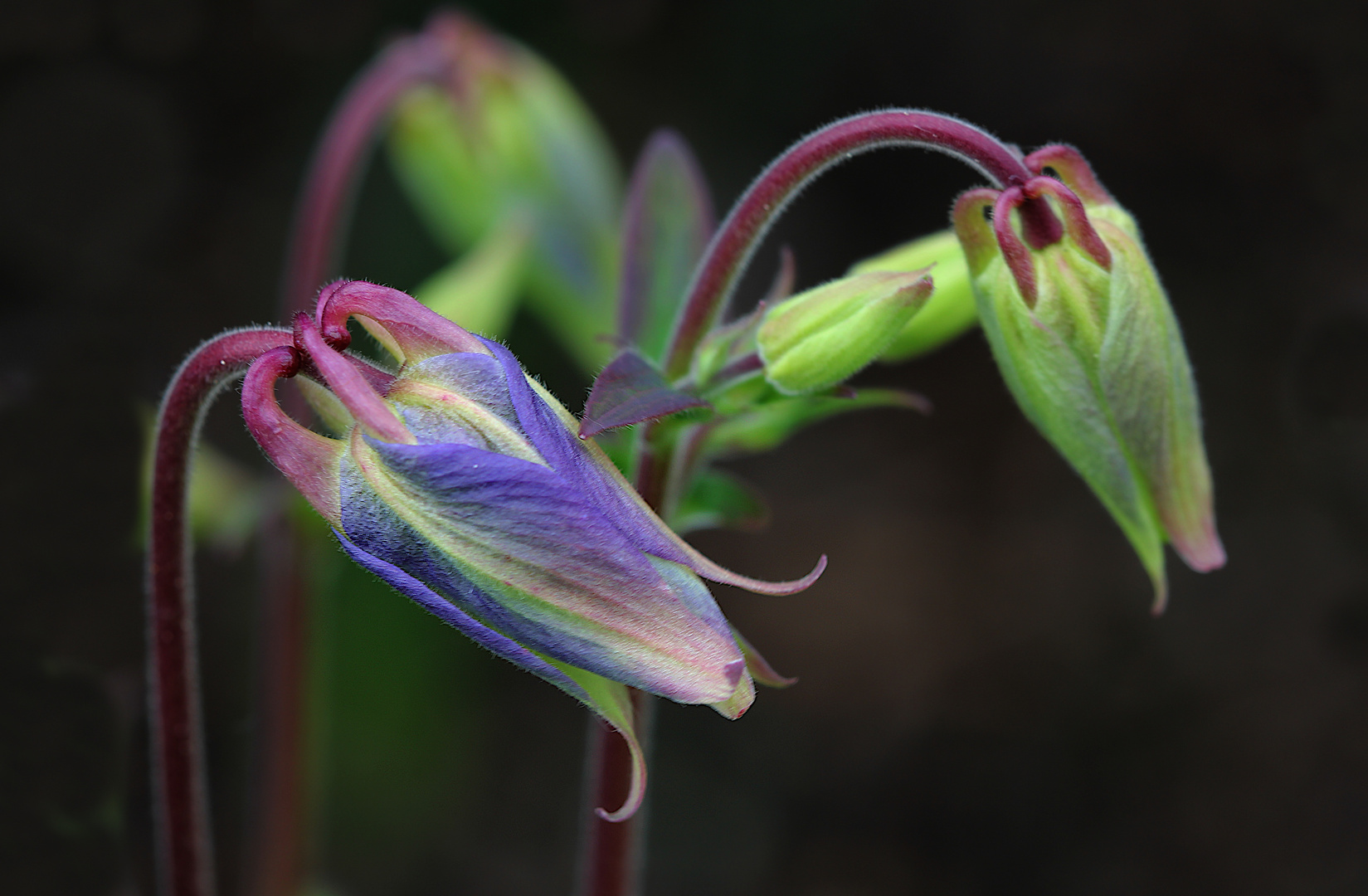 Aus meinem Garten