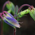 Aus meinem Garten