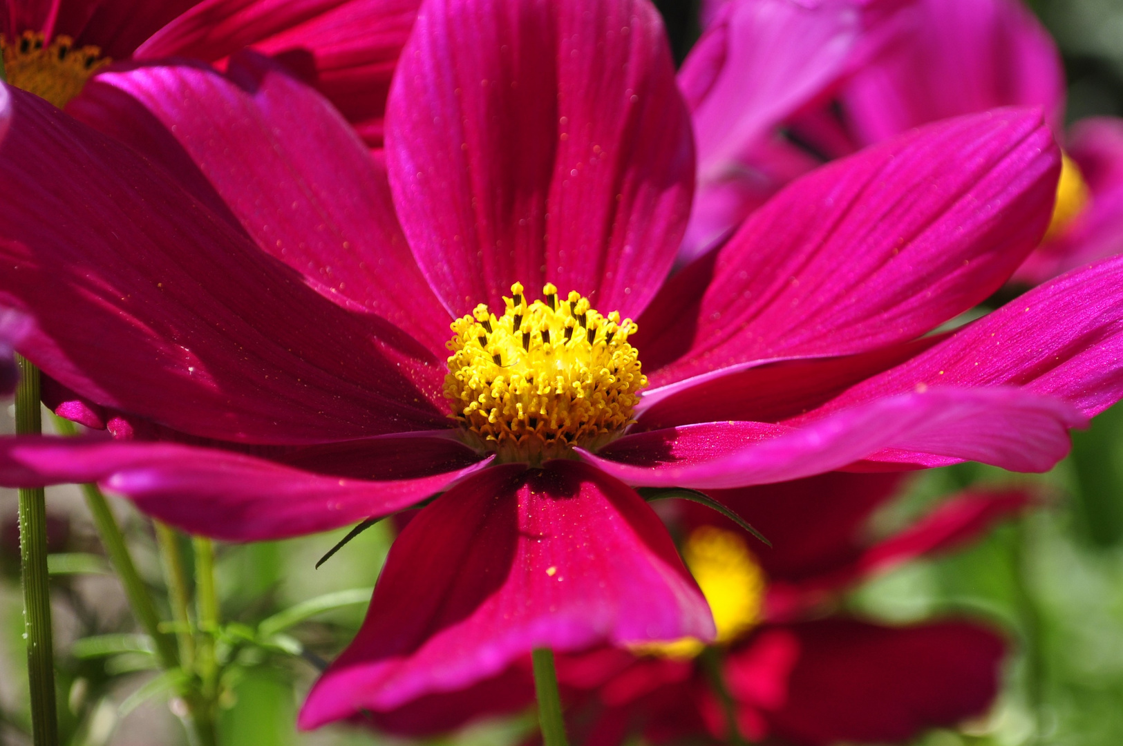 aus meinem Garten