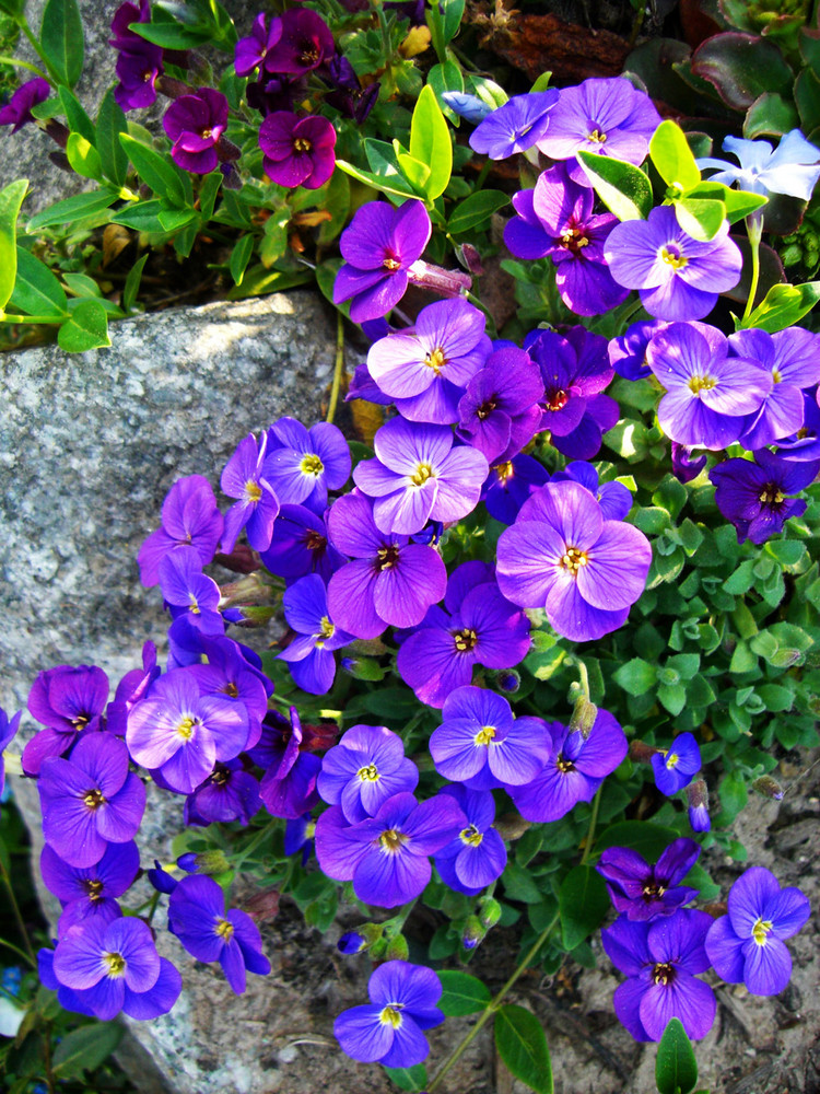 Aus meinem Garten (de mi jardin)