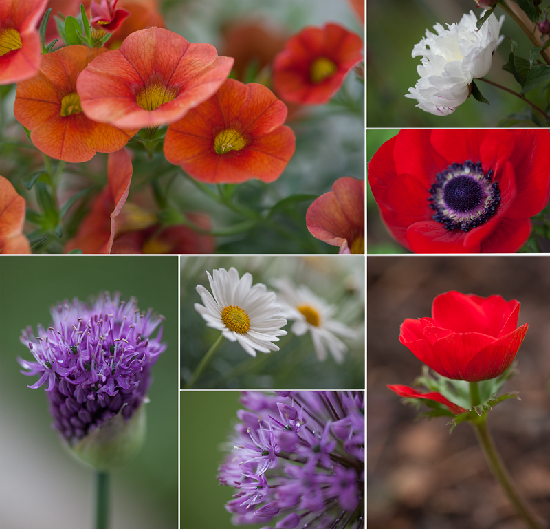 Aus meinem Garten