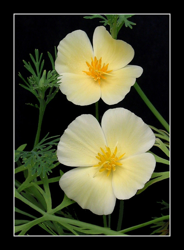 Aus meinem Garten