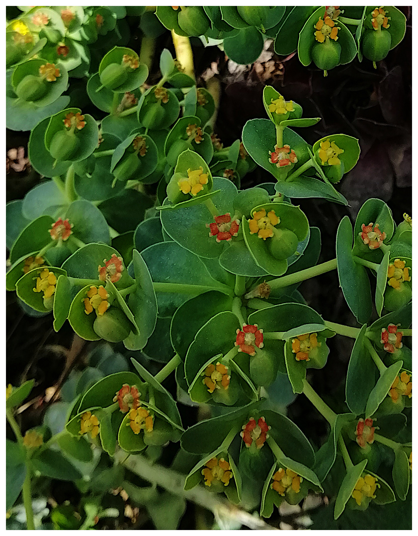 Aus meinem Garten I