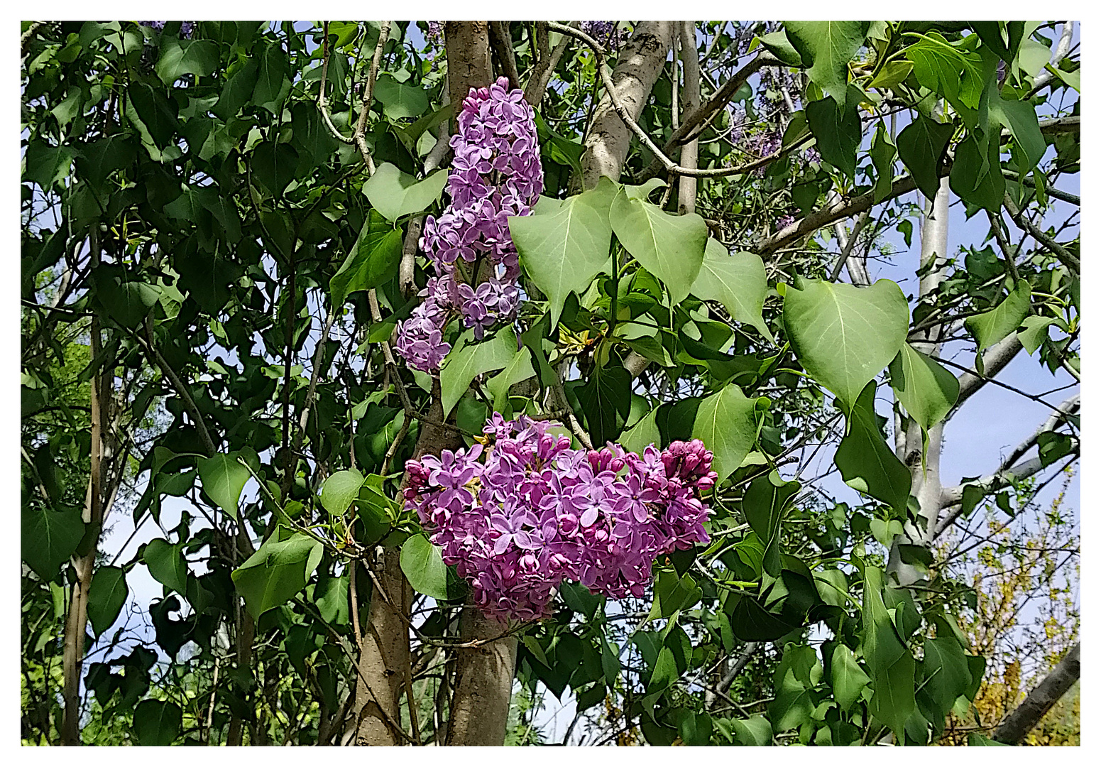 Aus meinem Garten II