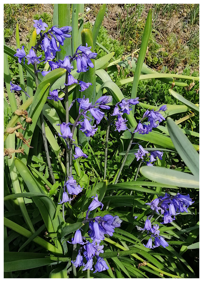 Aus meinem Garten IV