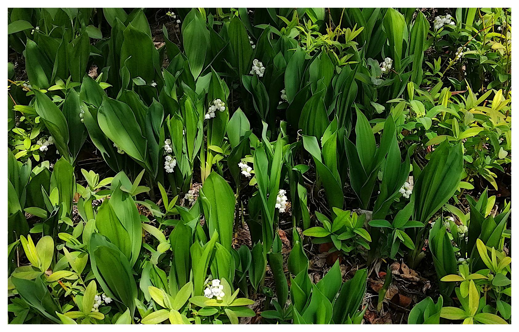 Aus meinem Garten V