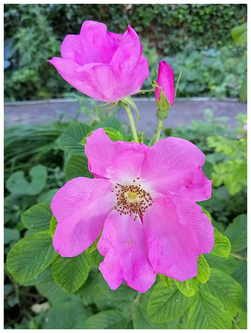 Aus meinem Garten, XL