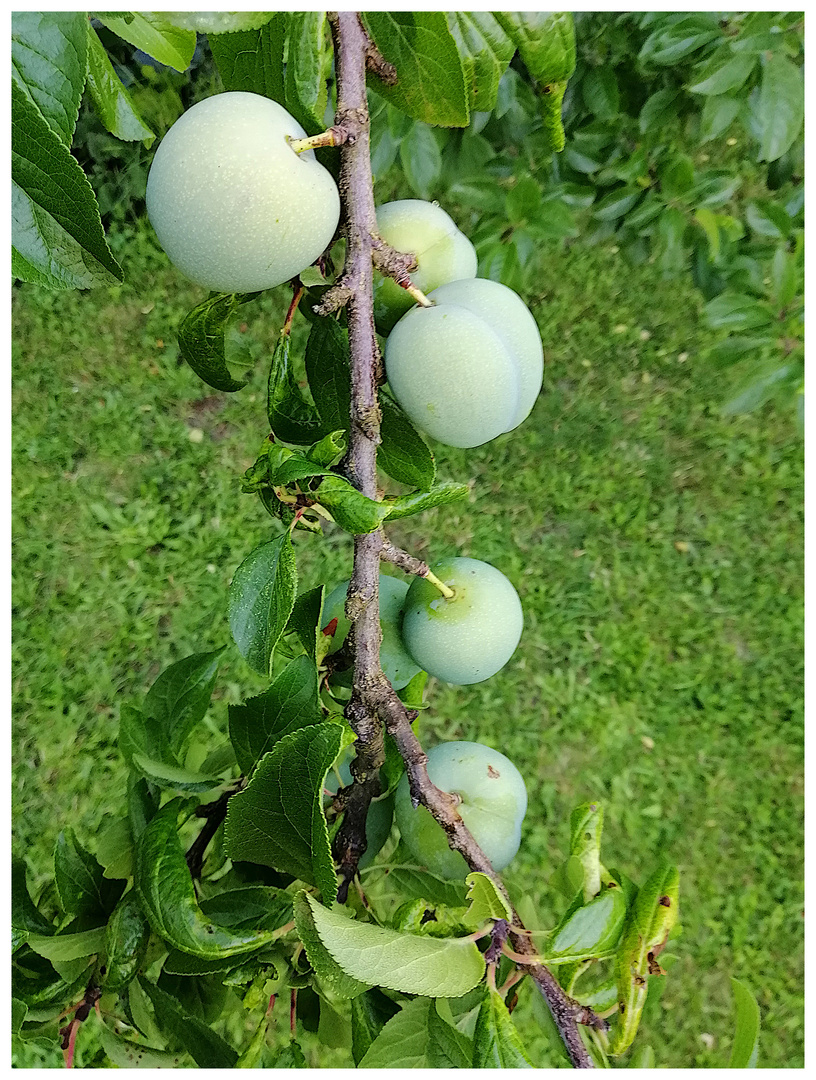 Aus meinem Garten, XLI