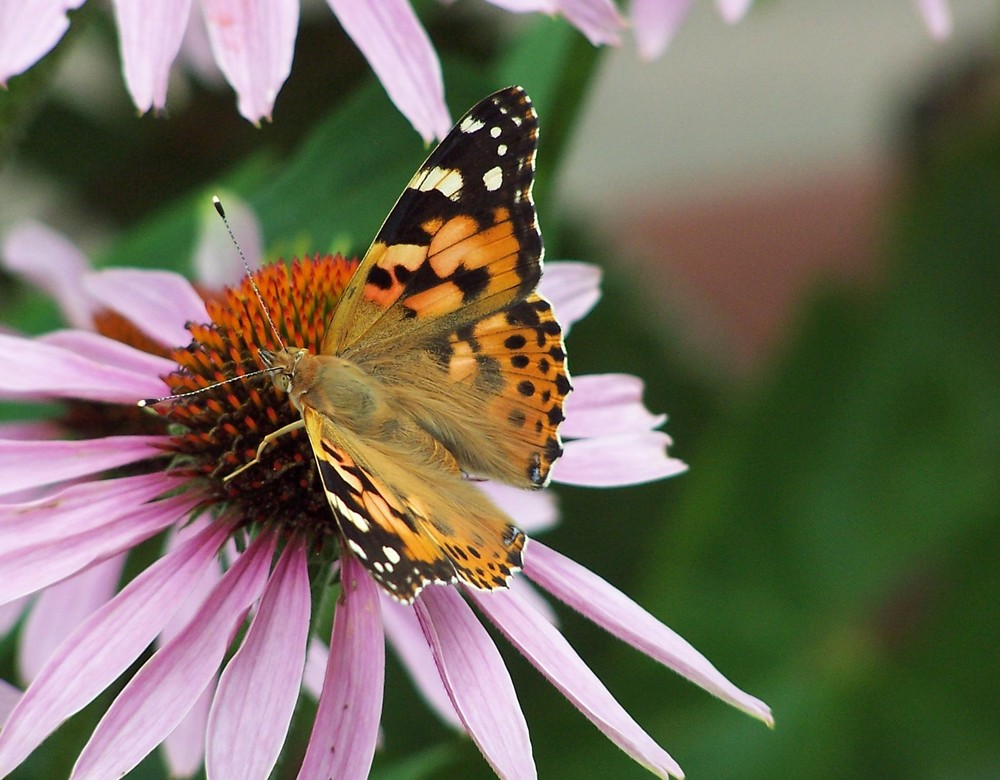 aus meinem Garten_1