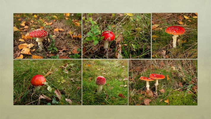 aus meinem Glückspilzbüchlein ...