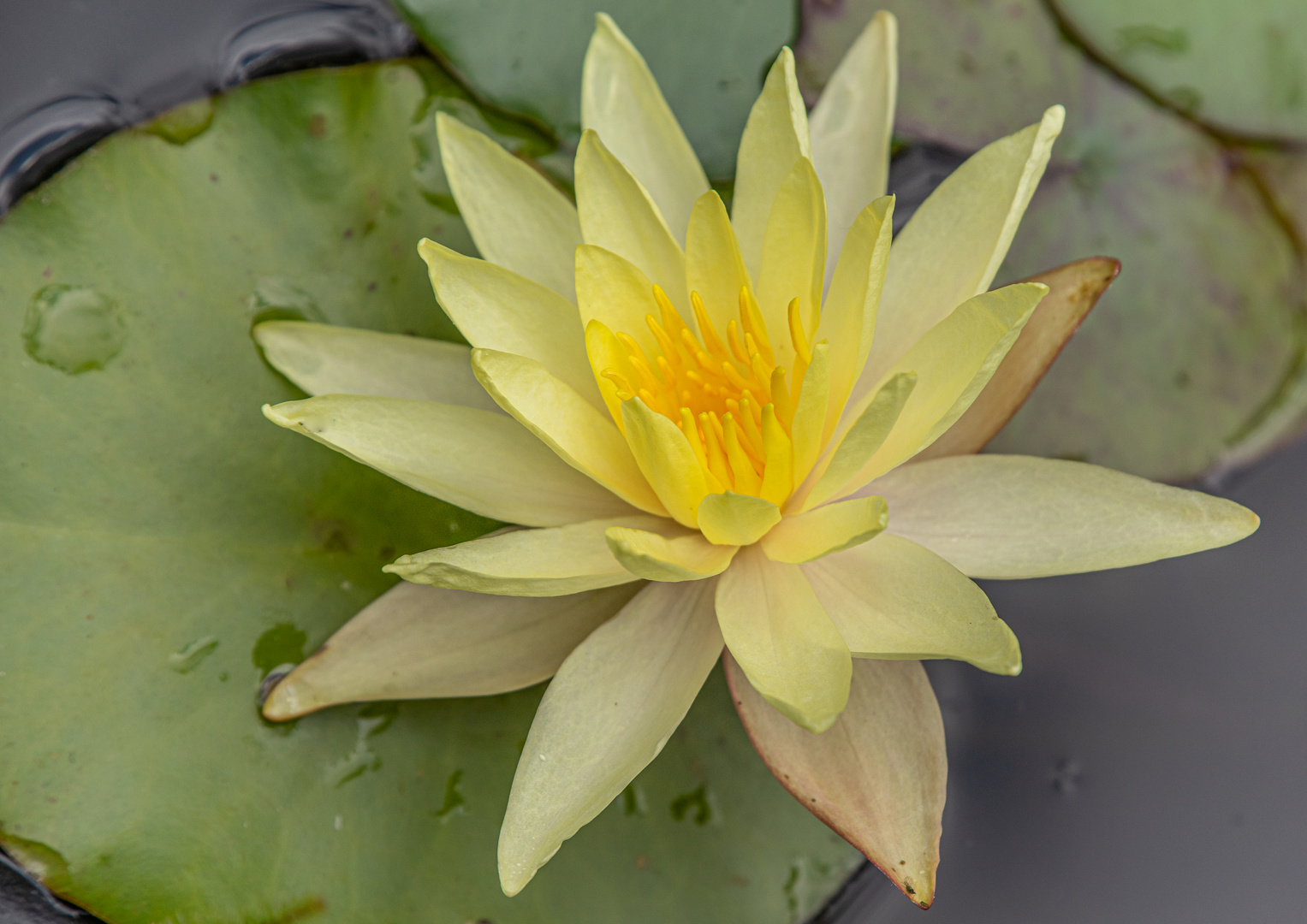 aus meinem kleinen Teich