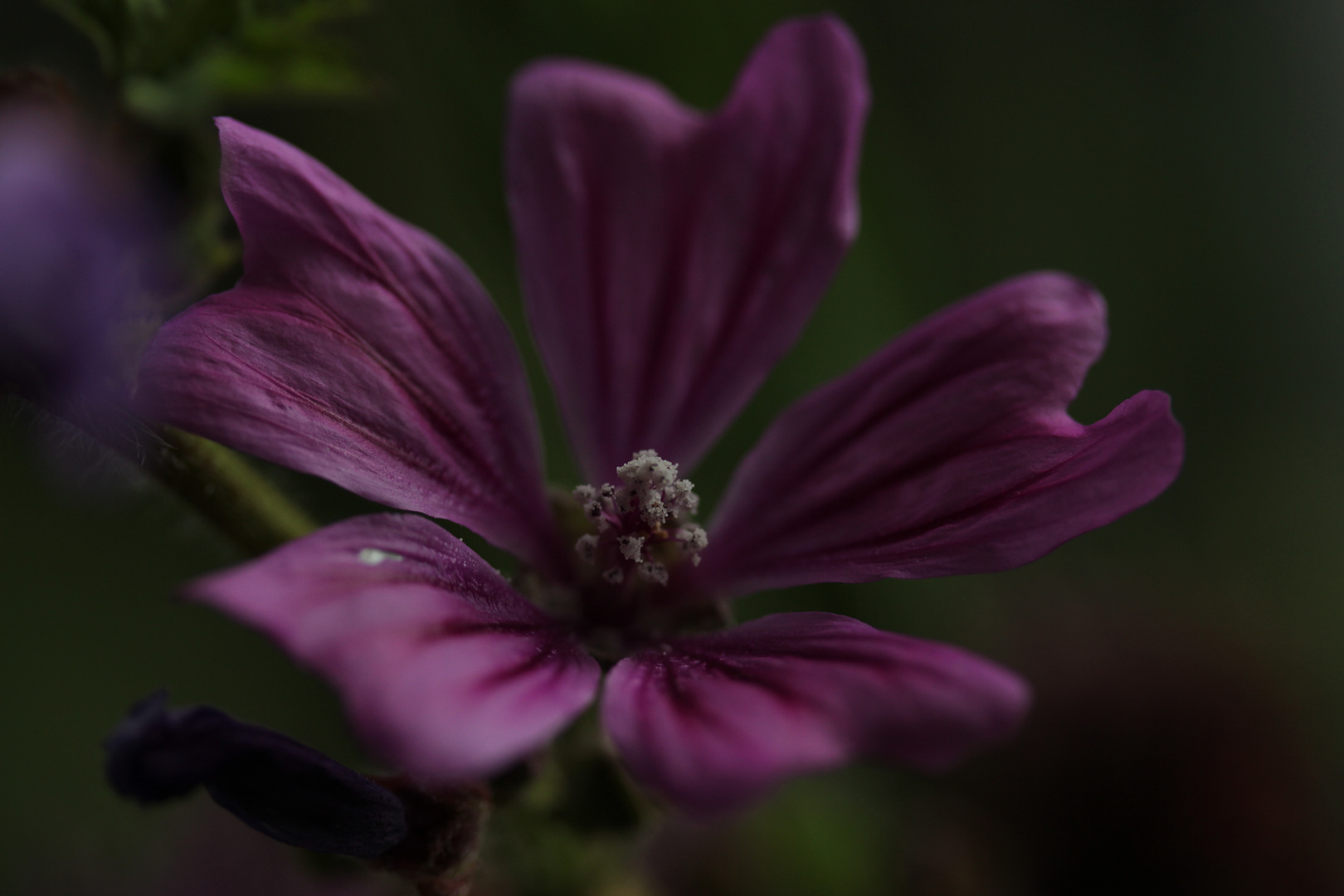 ...aus meinem Wiesenblumenstrauss