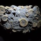 Aus meiner Sammlung: Ammoniten-Konglomerat 