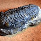 Aus meiner Sammlung ein sehr altes Stück: Ein Trilobit