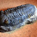 Aus meiner Sammlung ein sehr altes Stück: Ein Trilobit