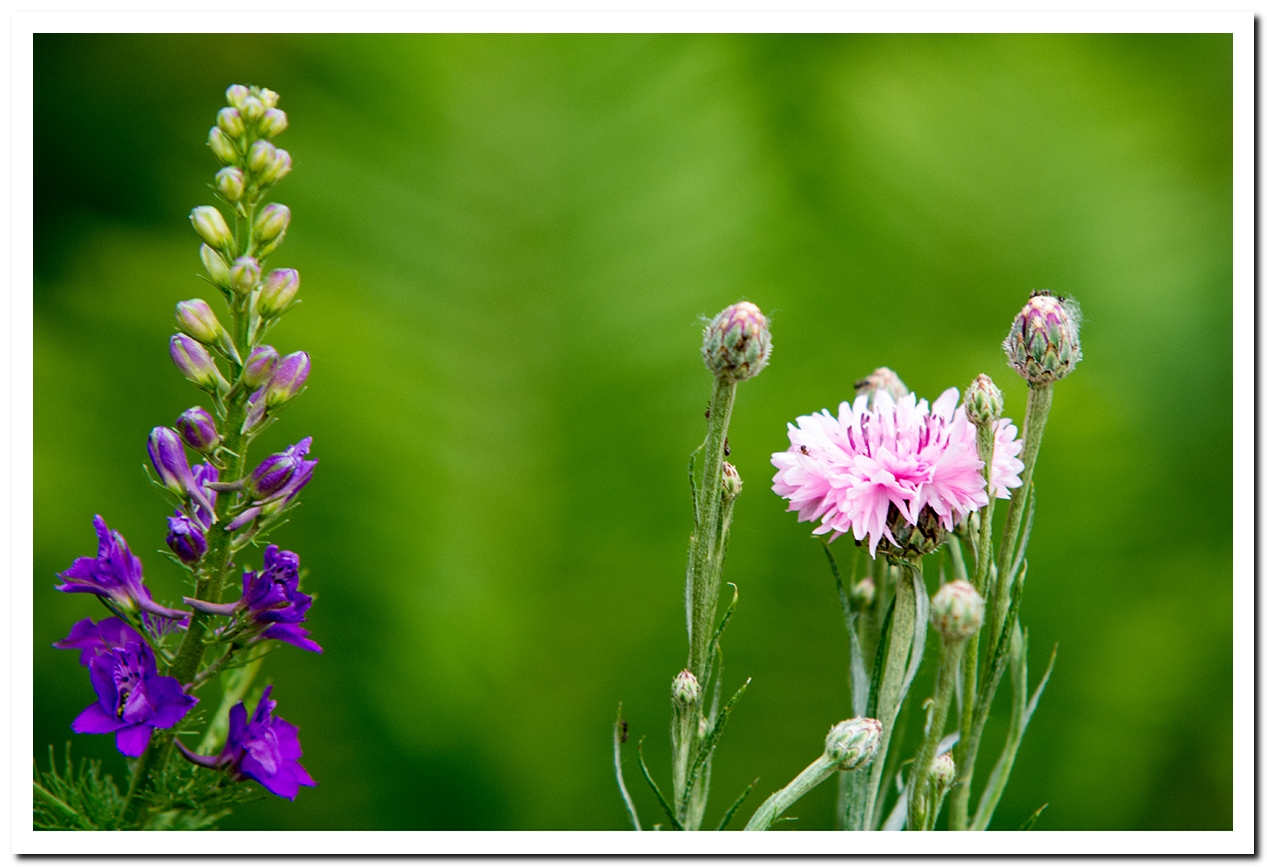 Aus meiner Wildblumenwiese