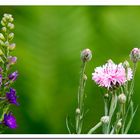 Aus meiner Wildblumenwiese