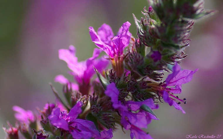 aus Mickis Garten