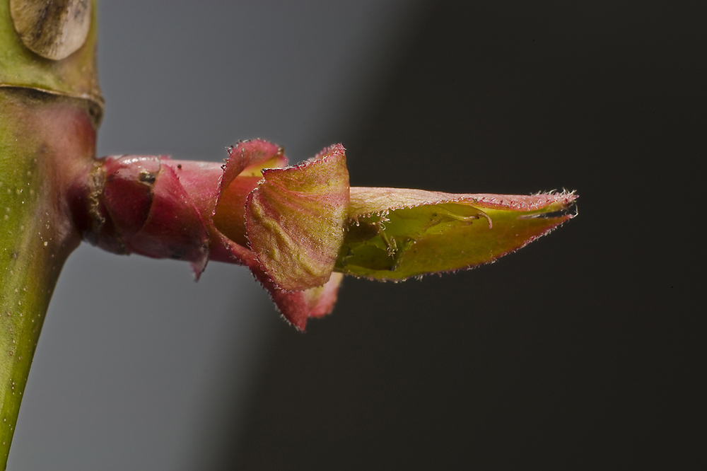 aus mir wird eine wunderschöne rote Rose - versprochen