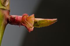 aus mir wird eine wunderschöne rote Rose - versprochen