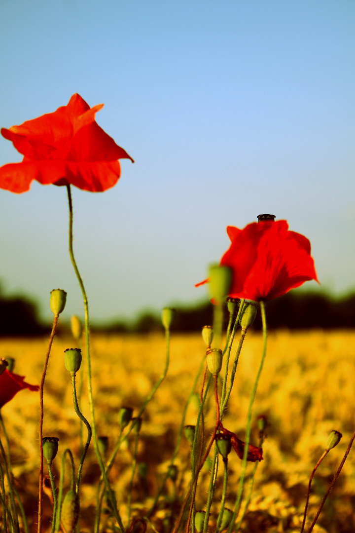 Aus Mohn wird auch dies gemacht