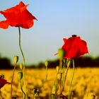 Aus Mohn wird auch dies gemacht