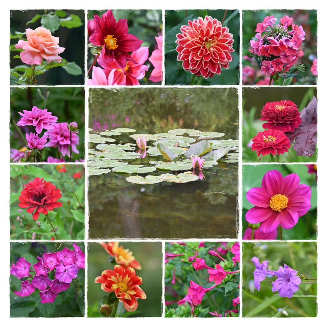 aus Garten Foto & Bild france, blüte, seerosen Bilder auf