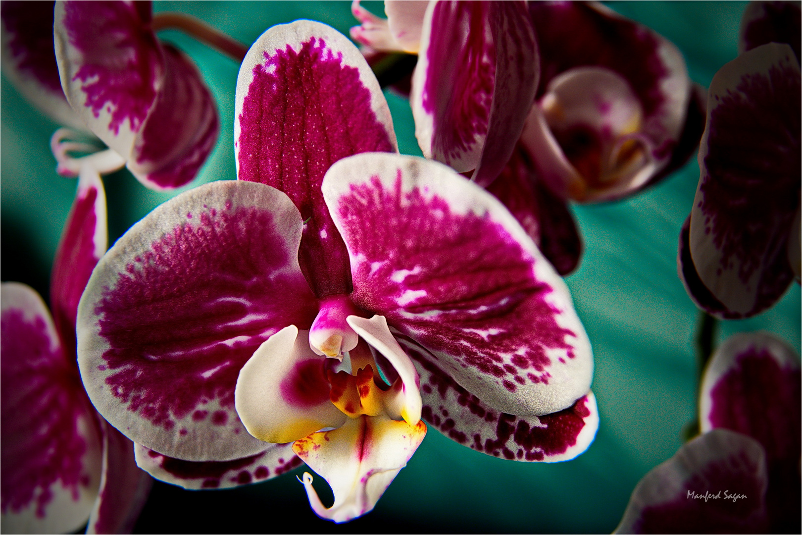 Aus Muttis Orchideen-Zucht...