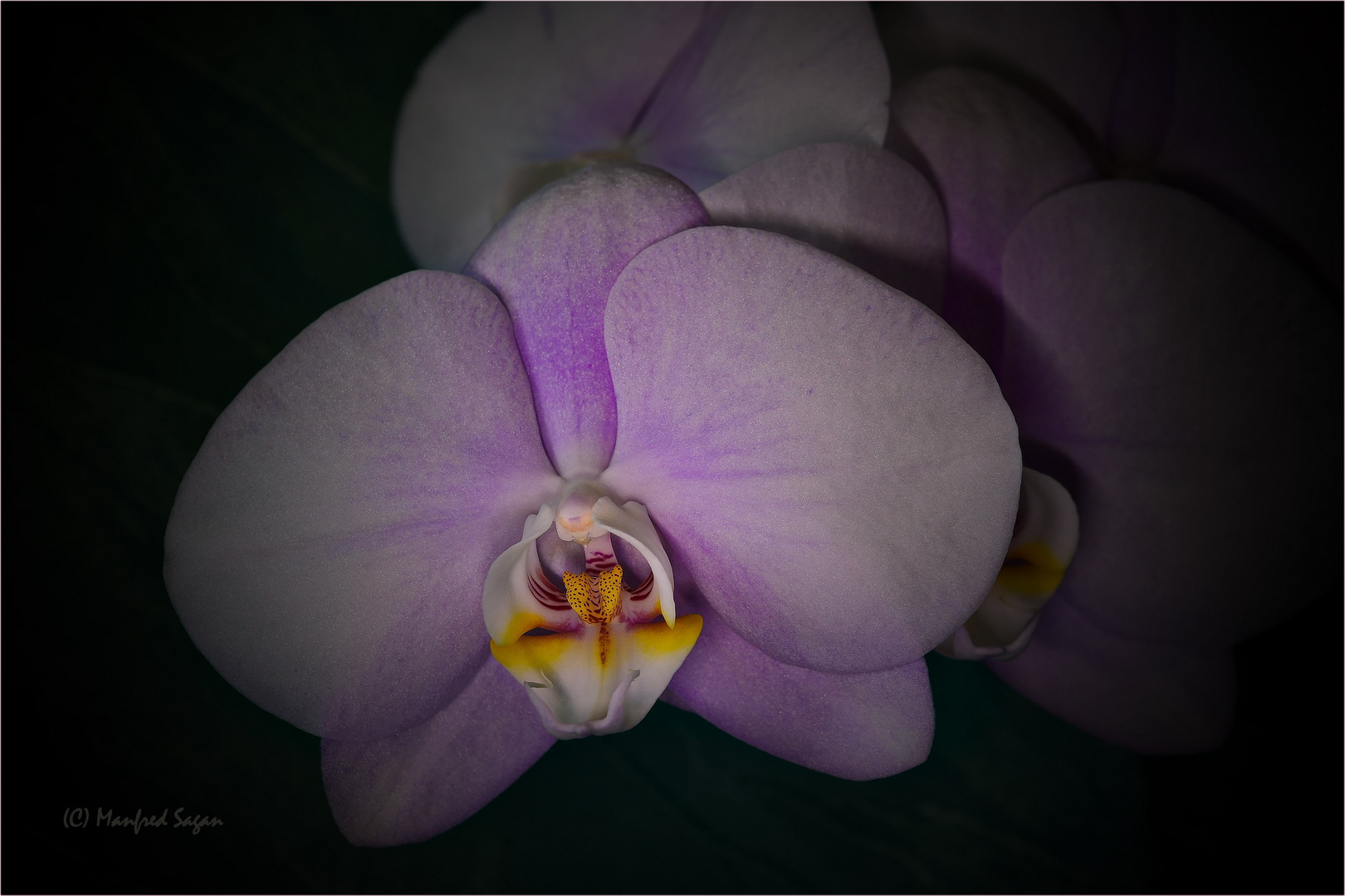 Aus Muttis Orchideenzucht... 