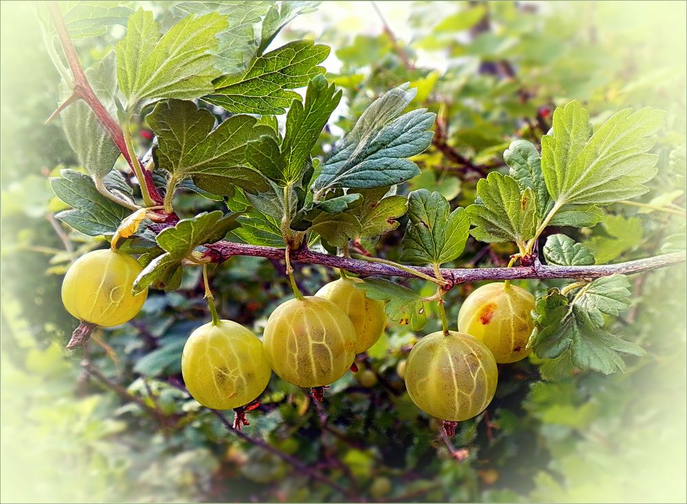 Aus Nachbargarten, leckere Stachelbeeren 