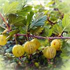 Aus Nachbargarten, leckere Stachelbeeren 