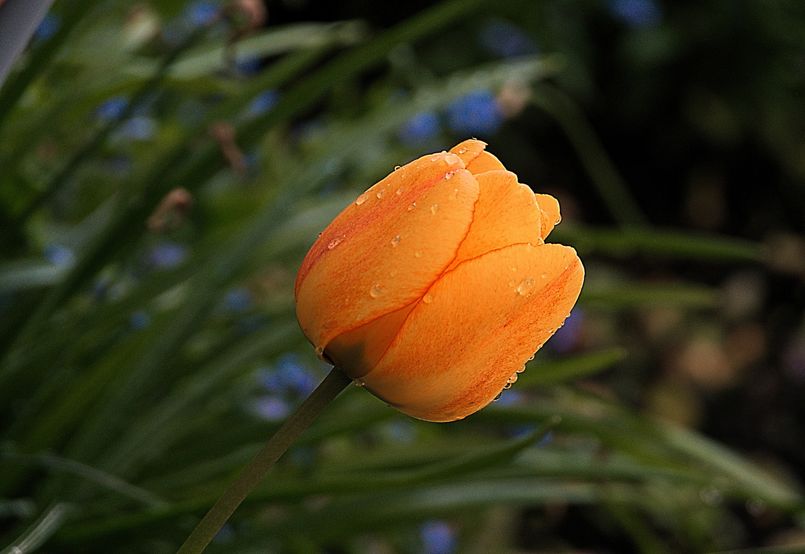 Aus   Nachbarn Garten 