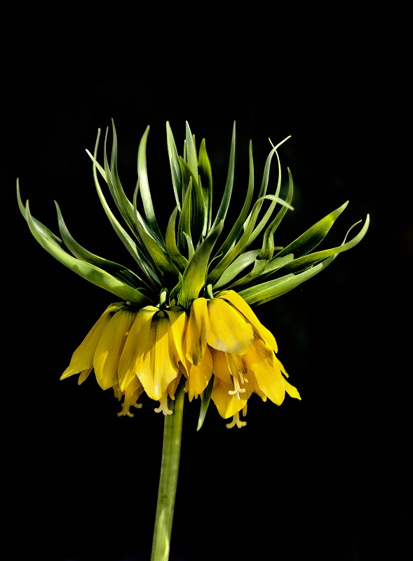 aus Nachbars-Garten